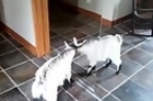 Baby Goat Vs Mirror Reflection