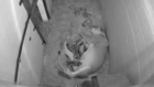African lion at National Zoo gives birth to four cubs