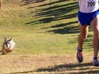 Coyote joins a high school cross-country race