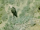 Birds & Wildlife: The Southern Bald Eagle - Educational Film  - S88TV1
