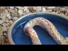 Snake eating itself at the pet shop _ Yilan kendi kendini yiyor