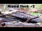 5 Bird Species Mixed Flock #2, Platform Feeder (FeederWatch)
