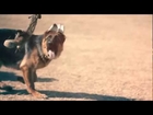 West German Showline Chases a Toy Squirrel | The Daily Puppy