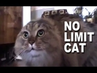 No Limit Cat -  tweet @pibennett