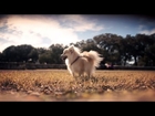 Mini Pomeranian Explores the Park | The Daily Puppy