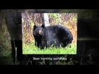 BEAR and WHITETAIL DEER   Hunting Guides & Outfitters