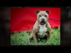 Pinterest for Animal Rescues