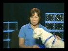 St. Lucie County Humane Society Adopt-A-Pet - PSL-TV20, Feb 17, 2013