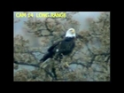 2 Bald Eagles at Eaglecrest