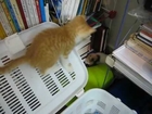 Cute cat 3, kitten looking for books
