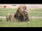 Wild Africa 3D - Africa selvaggia Trailer Documentaria by Cinehollywood