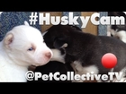 Husky Cam