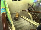 Dog scared by cat's ghost, walks up stairs backwards