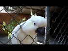 The parrot asks cracker !!! :)