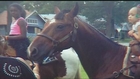 Driver sought in hit-and-run crash that killed horse
