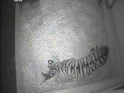 Baby tiger cub born at London Zoo