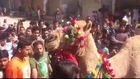 camel qurbani 2013