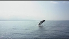 Big Island sailors encounter humpback whale