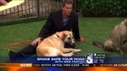 Protect Your Dog From Deadly Snakes