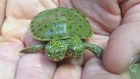 Sensation im Zoo: Schildkröte mit zwei Köpfen