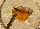 23-Million-Year-Old Lizard Remains Preserved In Amber