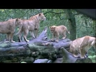 Lions At Play (Movie Trailer)
